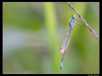 libellula 8 libellula 8