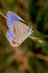 farfallina farfallina