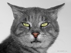 Eddie the cat Eddie the cat