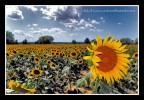 Girasole 1 Girasole 1