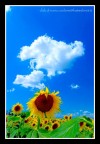 Girasole 2 Girasole 2