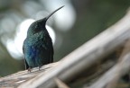 Colibrì Colibrì