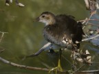 Giovane gallinella Giovane gallinella