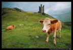 Cows of Scotland Cows of Scotland