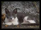 Cat#3 Cat#3