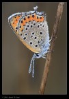 Licaena thersamon Licaena thersamon