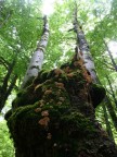 l'albero si fa in due l'albero si fa in due