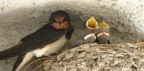 mamma e figli mamma e figli