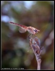 Libellula Libellula