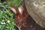bugs bunny bugs bunny