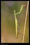 Mantis religiosa Mantis religiosa