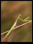 Mantis religiosa1 Mantis religiosa1