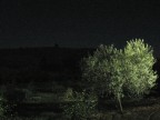 mi piace fotografare gli alberi di notte