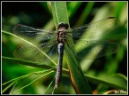 Libellula al Sole