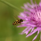 in volo in volo