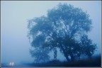 Nebbia Nebbia