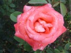 rosa dopo una notte di pioggia rosa dopo una notte di pioggia