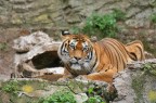 Tigre siberiana Tigre siberiana