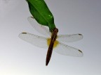 acrobata acrobata