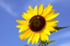 Girasole Girasole