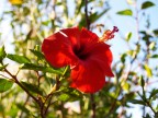 fiore fiore