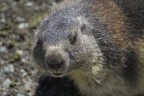 marmotta sul grossglokner marmotta sul grossglokner