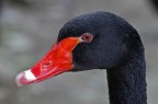 Black Swan ... Black Swan ...