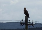 Aquila Pomarina Aquila Pomarina