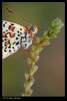Portrait -Melitaea phoebe-