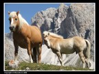 Cavalli Aveglinesi Cavalli Aveglinesi