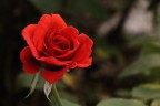 Rosa Rosa
