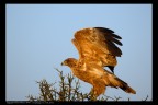 Tanzania: Aquila Tanzania: Aquila