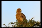 Tanzania: Aquila 2 Tanzania: Aquila 2