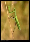 Mantide religiosa Mantide religiosa