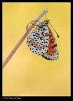 Moelitaea phoebe and coloured natural background Moelitaea phoebe and coloured natural background