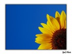Sunflower Sunflower