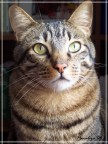 Portrait of a cat Portrait of a cat