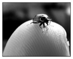 COCCINELLA COCCINELLA