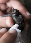 caretta caretta caretta caretta