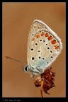 Licenide and coloured natural background Licenide and coloured natural background