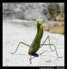 Alien Alien