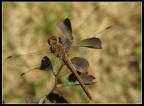 libellula