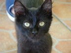 Gatto nero