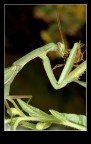 Mantide religiosa Mantide religiosa