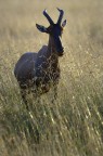 Tanzania: Topi Tanzania: Topi