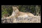 Tanzania: leonessa e cucciolo Tanzania: leonessa e cucciolo