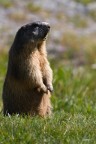Marmotta