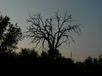 vecchio albero vecchio albero