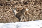 Capriolo Capriolo