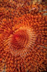 Linee3-(Sabella spallanzani) Linee3-(Sabella spallanzani)